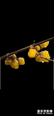 百花艷時(shí)恰逢時(shí)，人生從來來時(shí)歡。