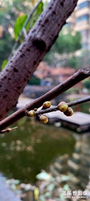 小區(qū)的臘梅快開了