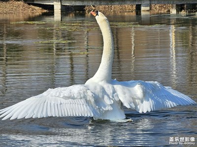 【浮光掠影】疣鼻天鵝（一）