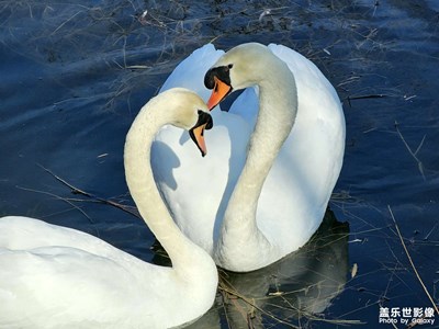 【浮光掠影】疣鼻天鵝(二)
