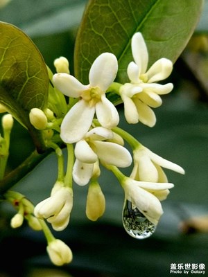 【浮光掠影】冬暖花兒開