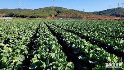 【浮光掠影】+冬天的田園