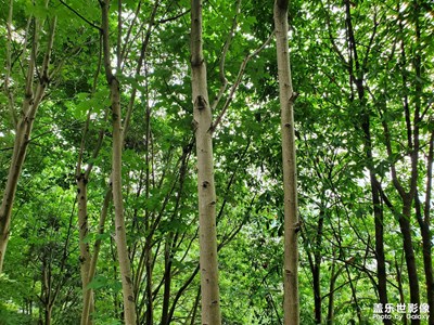 【浮光掠影】+滿是生機(jī)