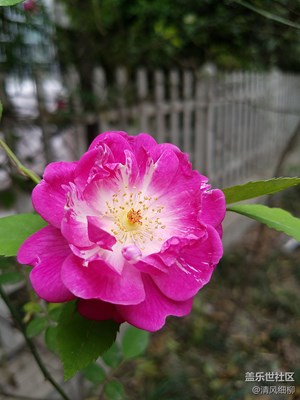 孟春正開(kāi)月月紅____S7眼里不一樣的月季