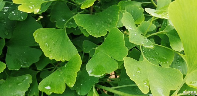 【第98期：三星Galaxy S9 | S9+勃艮第紅首銷熱賣中】