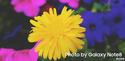 【夏之花】+皎陽似火百花爭艷