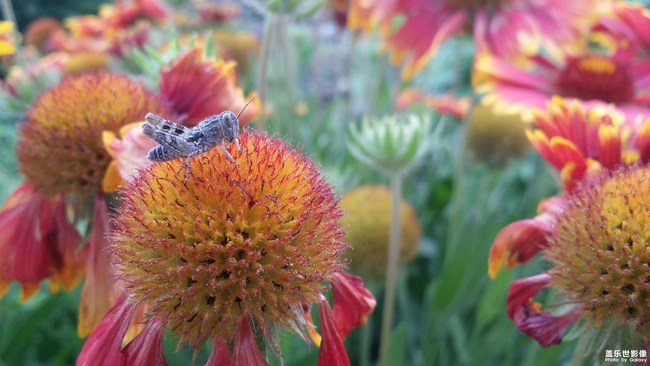 【第101期：三星Galaxy A9 Star | A9 Star Lite 正式發(fā)布】