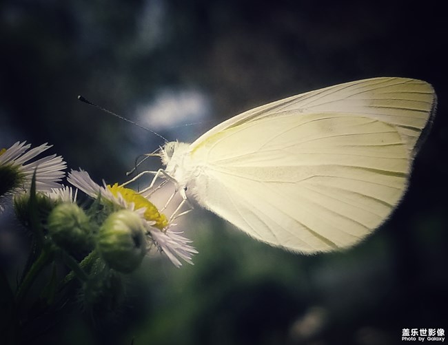 【第101期：三星Galaxy A9 Star | A9 Star Lite 正式發(fā)布】