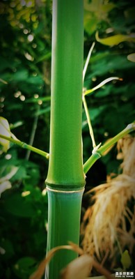 人生如竹