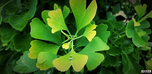 【第102期：端午節(jié)小長假 各位過的怎么樣呢？ 】