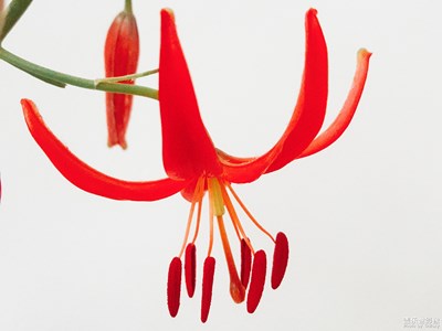 山丹丹花開(kāi)紅艷艷