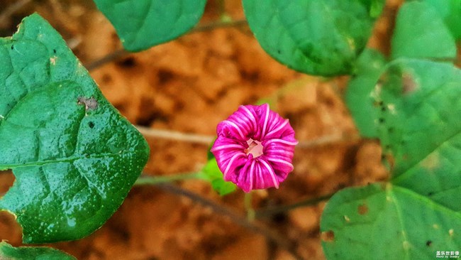 【第105期：距三星Galaxy系列新品發(fā)布 還有一個(gè)月！】