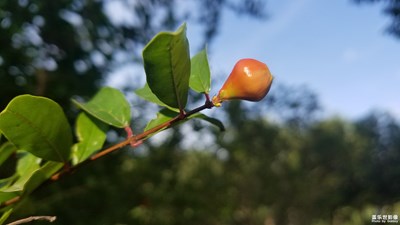 清晨的花花草草！