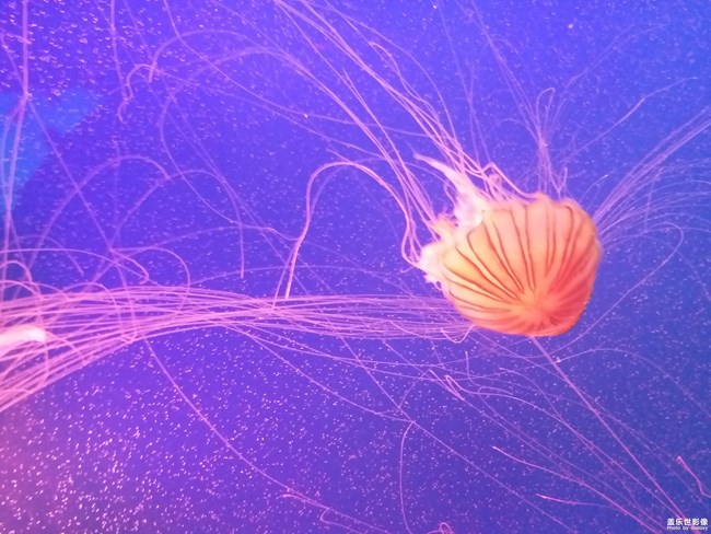 水族館的好看動(dòng)物們