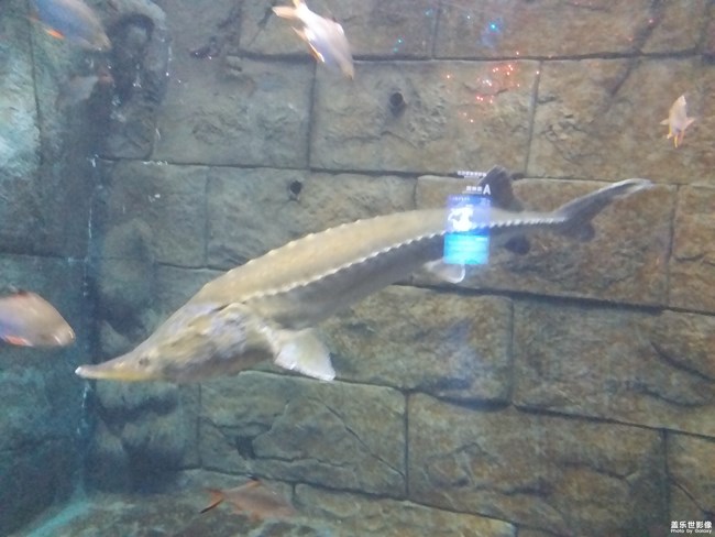 水族館的好看動(dòng)物們