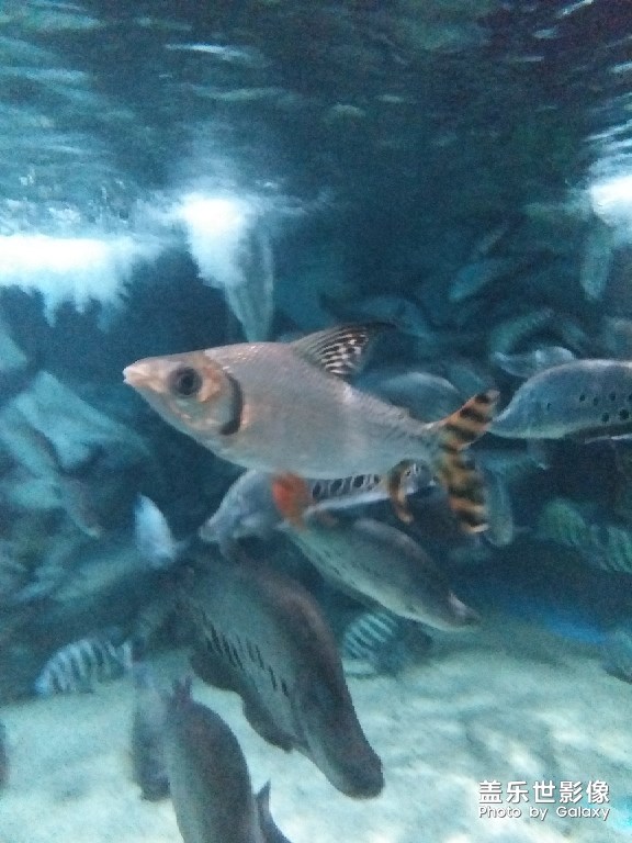 水族館的好看動(dòng)物們