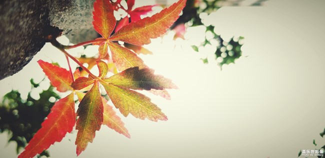 【第106期：三伏天來(lái)襲 各位一定要注意身體喲】