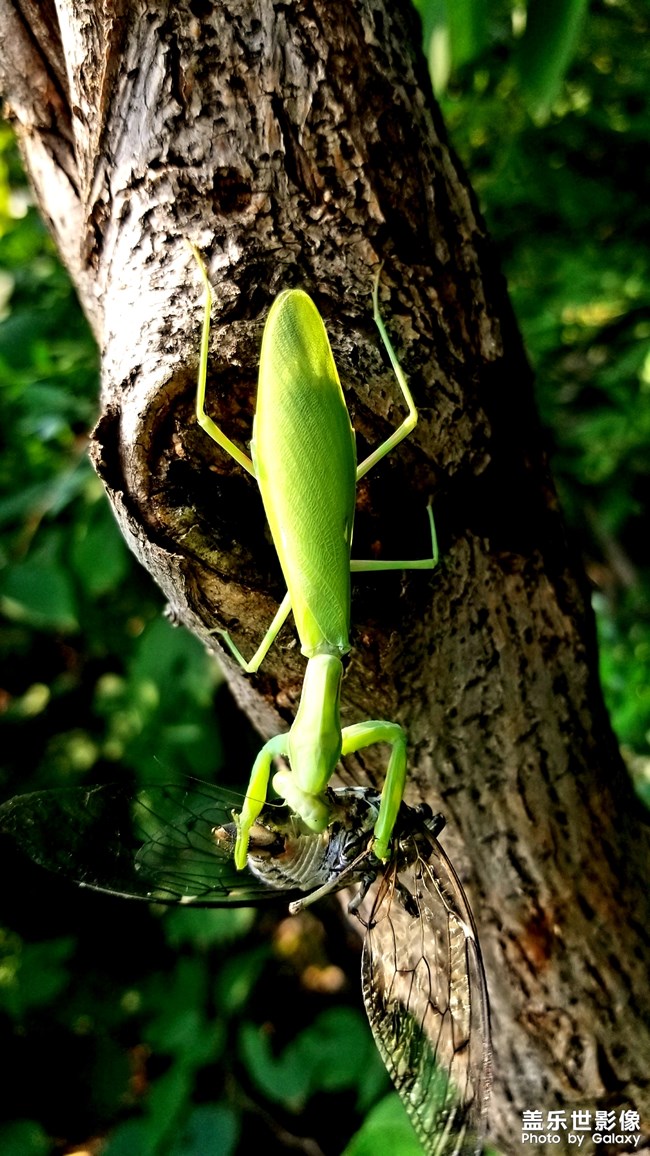 【第109期：立秋貼秋膘啦 你家里在這天有什么習(xí)俗呢？】