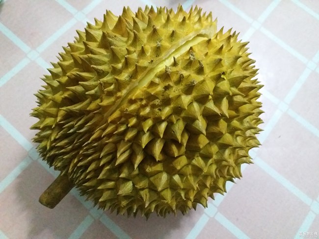 一只榴蓮的進(jìn)化史