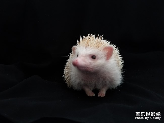 簡單生活－萌寵