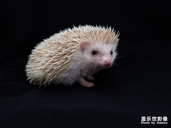 簡單生活－萌寵