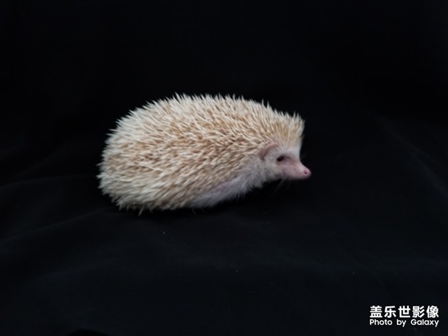 簡單生活－萌寵