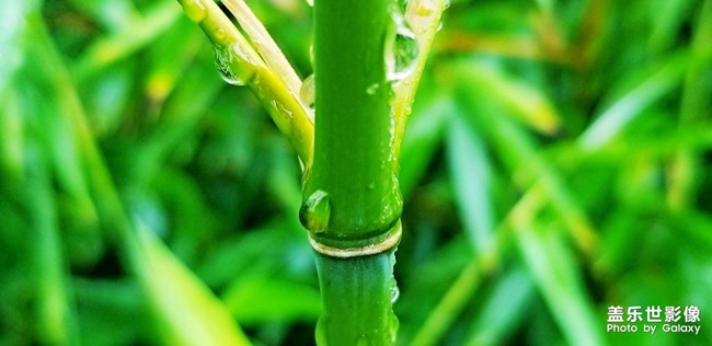 【116期：中秋佳節(jié) 你的家鄉(xiāng)有什么特別的習俗嗎？】