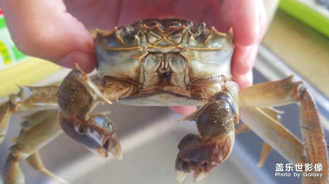 盤錦大河蟹
