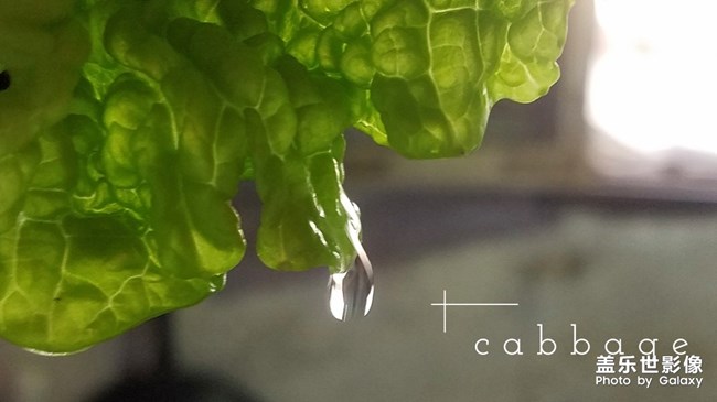 一顆大大大白菜