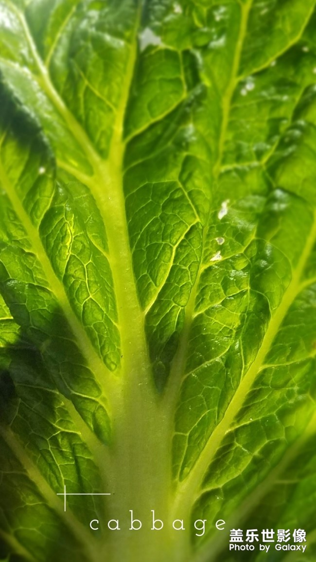 一顆大大大白菜