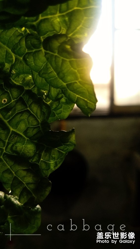 一顆大大大白菜