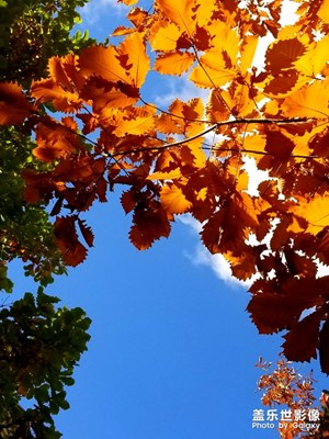 【相機(jī)里的國慶】+再見秋色