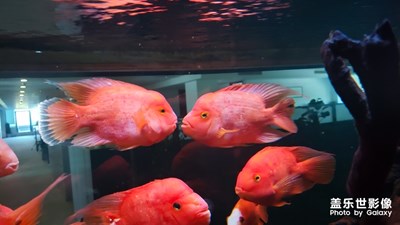 【嘟嘟魚(yú)】