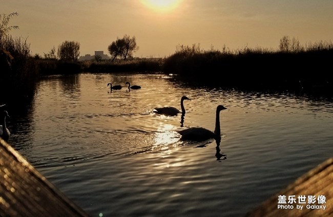 重陽.濕地.天鵝