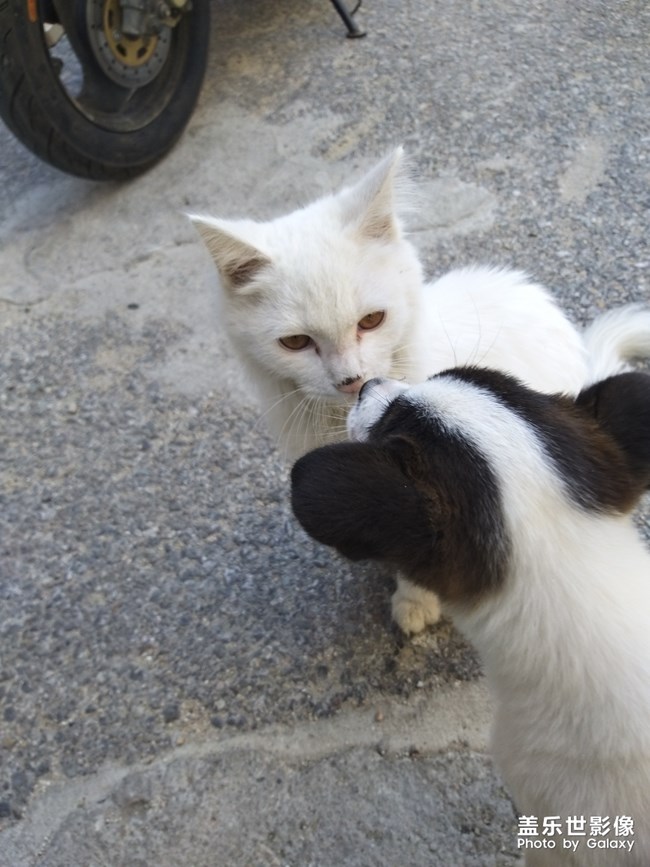 小貓小狗小夢想