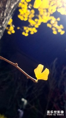 【秋至】＋黃金色的樹和落下來的葉