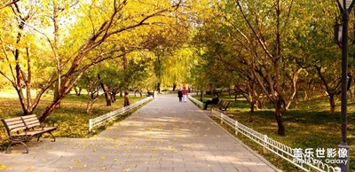 【為中國添色】北京秋景，*的銀杏 （大眾組）