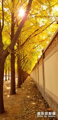 【為中國添彩】金色北京城 （大眾組）