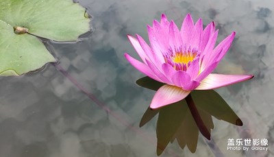 【為中國添色】紅色睡蓮 情侶鸚鵡 北海的美 （大眾組）