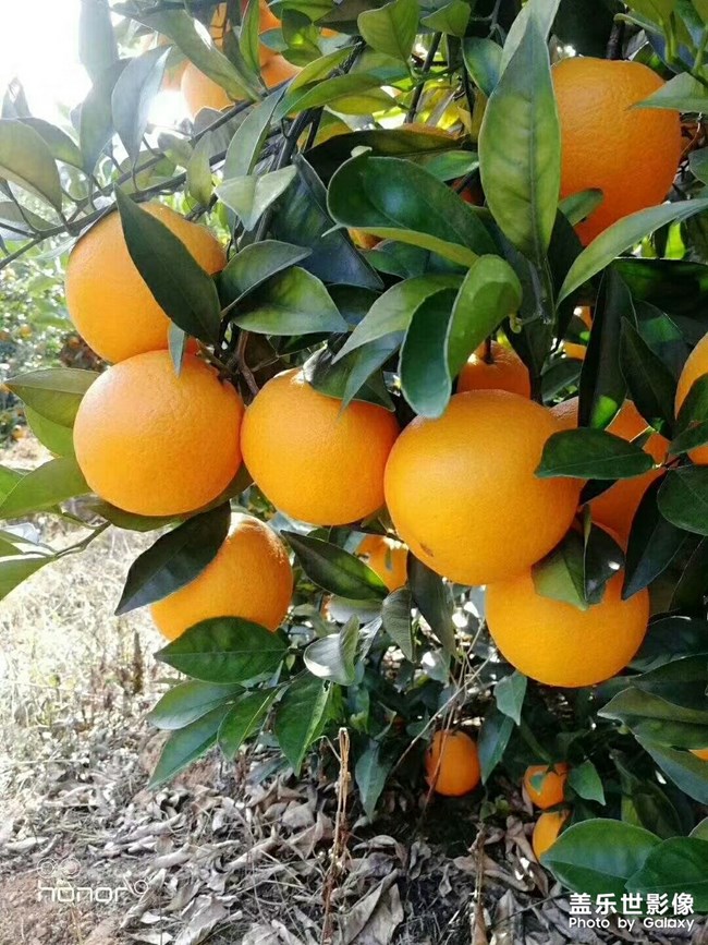 賣橙子了