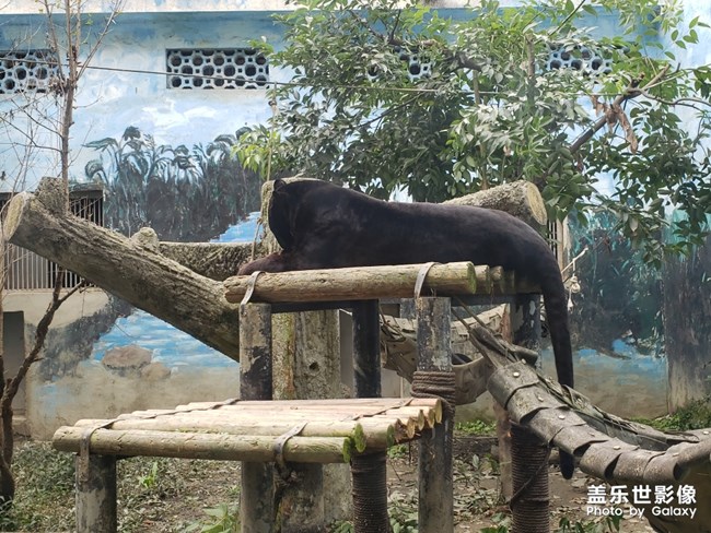 這只大貓好看不好看