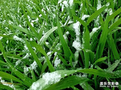 初雪 麥地里面的隨手一拍