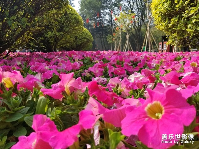 【色彩】+萬(wàn)千粉黛裝點(diǎn)羊城