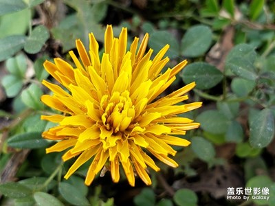 【色彩】+路邊的無名小花