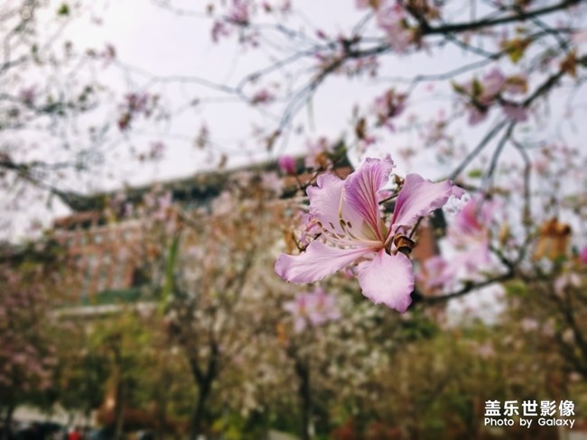 【色彩】+萬(wàn)千粉黛裝點(diǎn)羊城