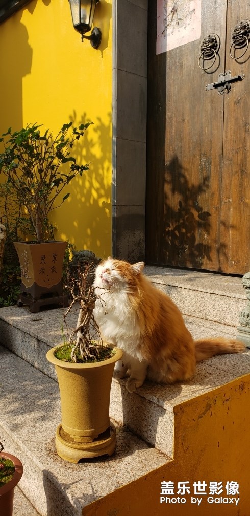 肥貓