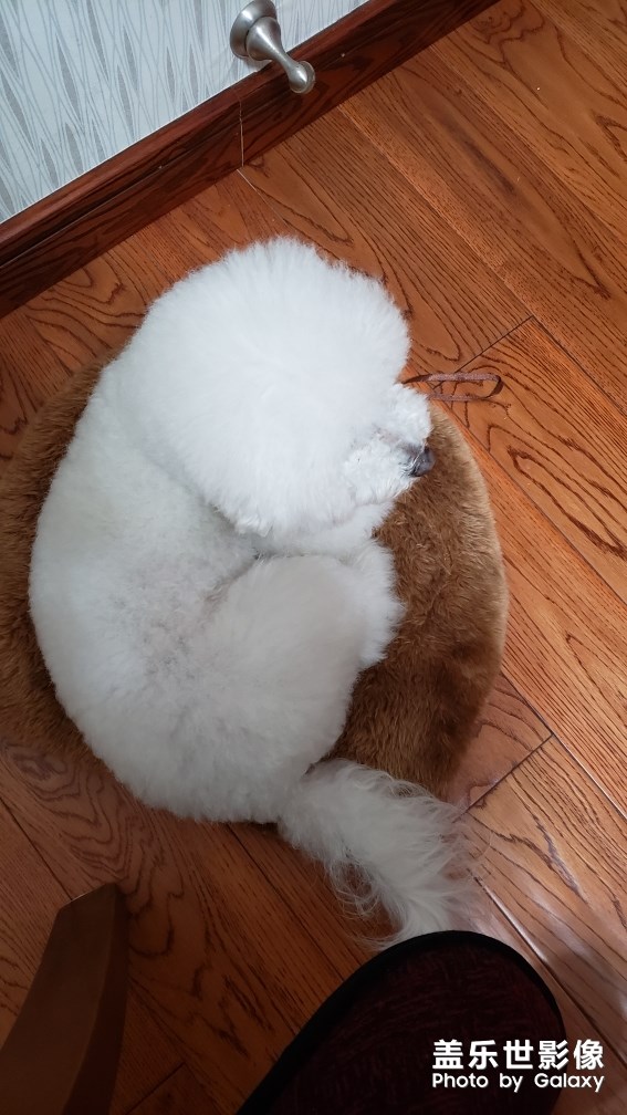 比熊