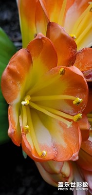 長(zhǎng)春君子蘭