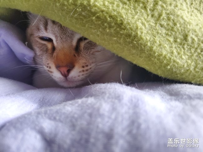 s10隨手拍貓片