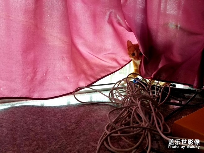 拿鏡頭的養(yǎng)貓人 拿鏡頭的養(yǎng)貓人